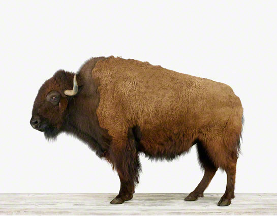 the animal print shop: buffalo