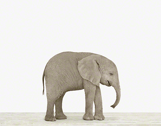 the animal print shop: elephant