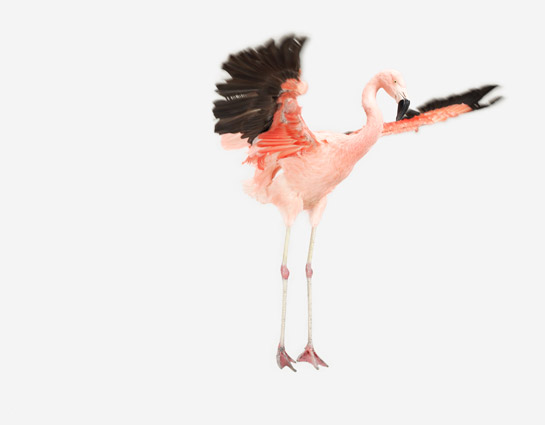 the animal print shop: flamingo
