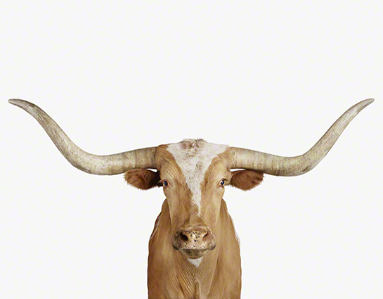 the animal print shop: longhorn steer